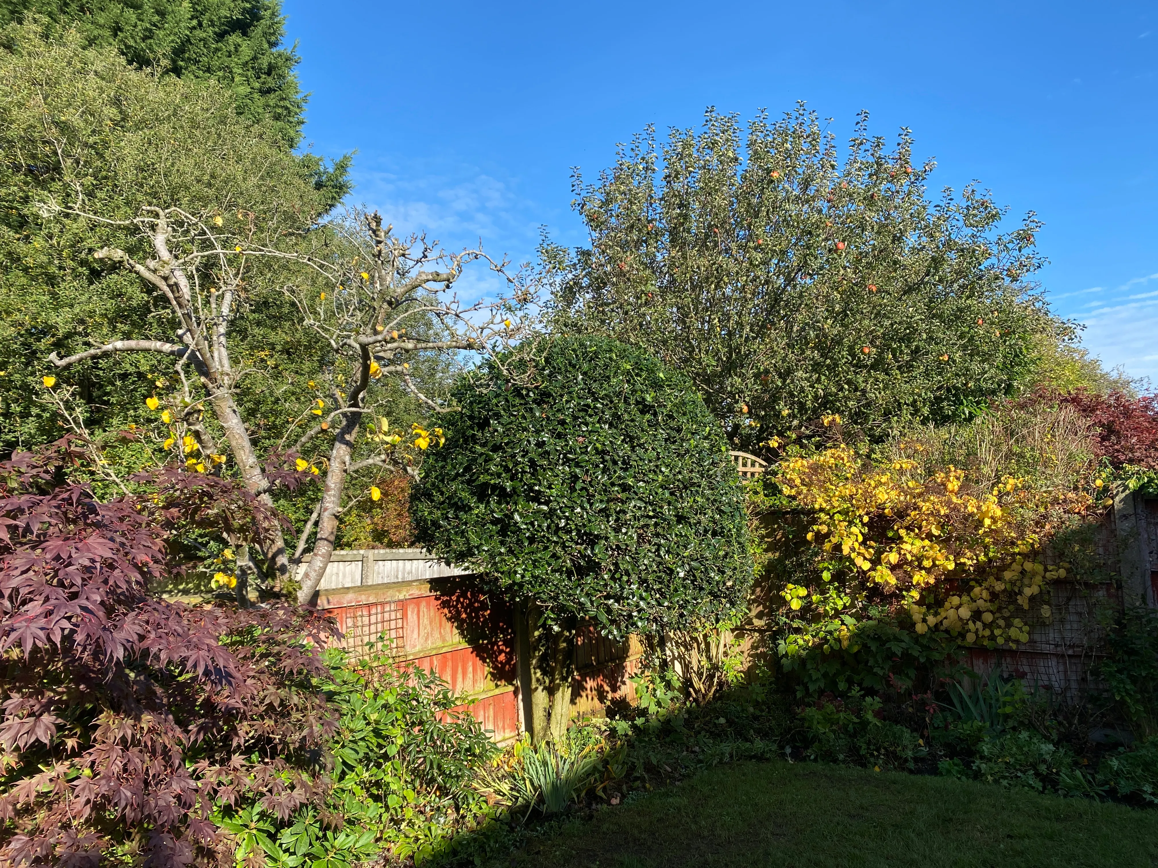 Shavington garden after hedge, holly and fruit tree maintenance